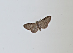 Eupithecia tenuiata (Seljedvergmåler)
