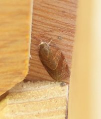 Pandemis cinnamomeana (White-faced Tortrix)