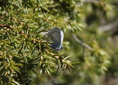 Celastrina argiolus (Holly Blue)