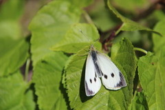 Pieris brassicae (Large White)