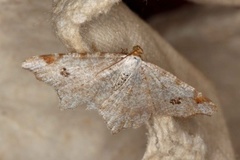 Macaria notata (Peacock Moth)