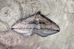 Orthonama vittata (Oblique Carpet)