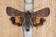 Noctua interjecta (Brunt båndfly)