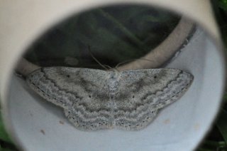 Scopula incanata (Bergurtemåler)