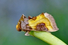 Diachrysia stenochrysis (Tutts Burnished Brass)