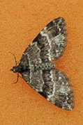 Martania taeniata (Barred Carpet)