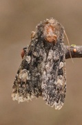 Apamea rubrirena (Røddusket engfly)