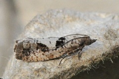 Epinotia brunnichana (Grå kveldvikler)