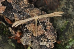 Stenoptilia pterodactyla (Tveskjeggveronikafjærmøll)