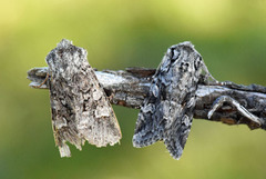 Lasionycta proxima (Smellefjellfly)