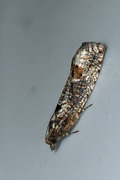 Epinotia maculana (Ospekveldvikler)