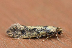 Niditinea fuscella (Brown-dotted Clothes Moth)