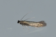 Bucculatrix nigricomella (Daisy Bent-wing)