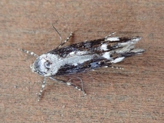 Mompha divisella (Neat Cosmet)