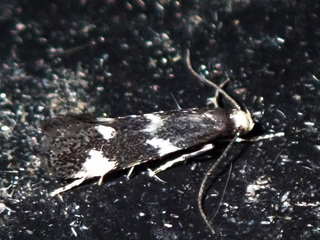 Elachista albifrontella (White-headed Dwarf)