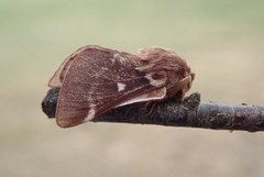 Eriogaster arbusculae