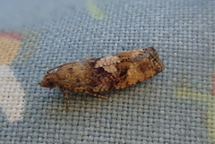 Zeiraphera ratzeburgiana (Spruce Bud Moth)