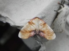 Plagodis dolabraria (Scorched Wing)