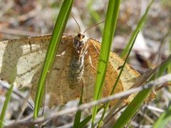 Angerona prunaria (Orange Moth)