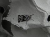 Calophasia lunula (Torskemunnfly)