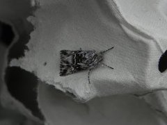 Calophasia lunula (Torskemunnfly)