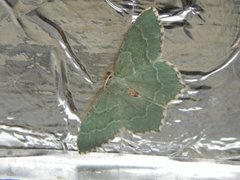 Hemithea aestivaria (Krattbladmåler)