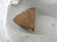 Paracolax tristalis (Clay Fan-foot)