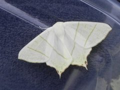 Ourapteryx sambucaria (Swallow-tailed Moth)