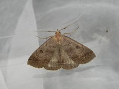 Zanclognatha lunalis (Skogviftefly)