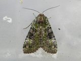 Anaplectoides prasina (Grønt skogfly)