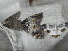 Plemyria rubiginata (Rubinmåler)