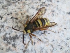 Sesia apiformis (Hornet Moth)