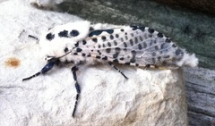 Zeuzera pyrina (Leopard Moth)