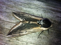 Sphinx ligustri (Privet Hawk-moth)