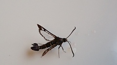Synanthedon tipuliformis (Currant Clearwing)