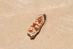 Rhyacionia pinicolana (Praktfuruskuddvikler)