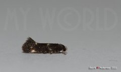 Elachista atricomella (Black-headed Dwarf)