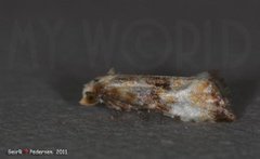 Eupoecilia angustana (Marbled Conch)