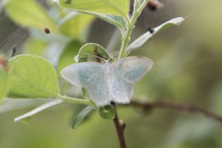 Jodis putata (Blåbærbladmåler)
