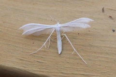 Pterophorus pentadactyla (Sølvfjærmøll)