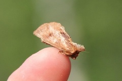 Ptilodon capucina (Coxcomb Prominent)