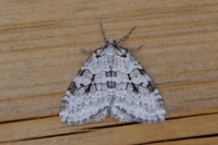 Epirrita dilutata (November Moth)