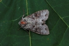 Polia hepatica (Buehakefly)