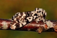 Panthea coenobita (Bartremunkefly)