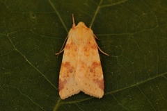 Xanthia icteritia (Blekt gulfly)