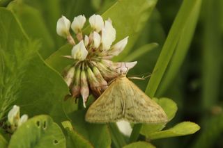 Sitochroa verticalis (Lesser Pearl)