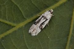 Carpatolechia alburnella (Suffused Groundling)