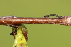 Colotois pennaria (Feathered Thorn)