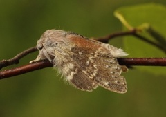 Stauropus fagi (Ekorntannspinner)