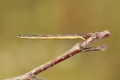 Angerona prunaria (Strekmåler)